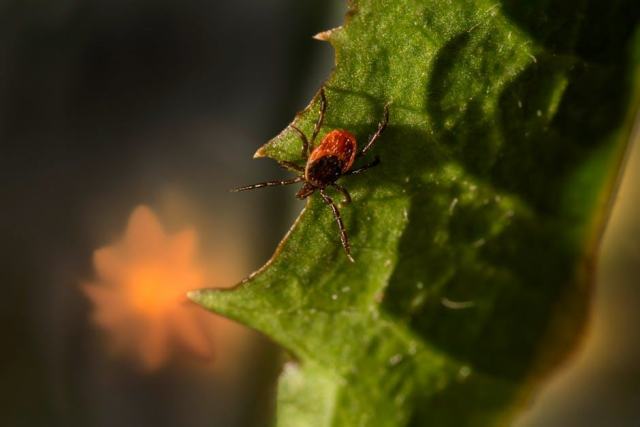 Isolation maison ancienne : adapter les solutions au bati traditionnel
